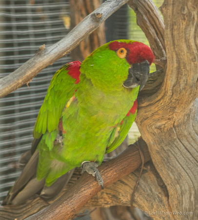 Thick-billed parrot, last known native parrot in North America
