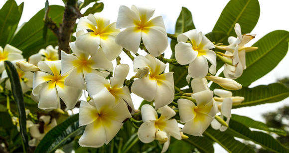 This plumeria and the following foliage photos are from on the Andaz property.