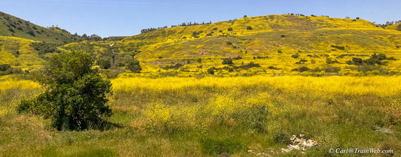 After an historic wet winter, mustard plants along the way.