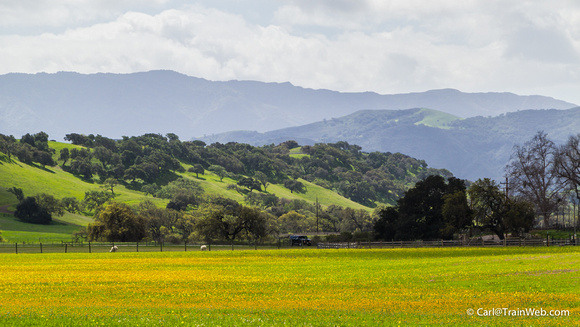 Wildflowers, foothills, and Santa Ynez Mountains.