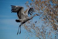 Sandhill Cranes at Bosque de Apache National Wildlife Reserve
