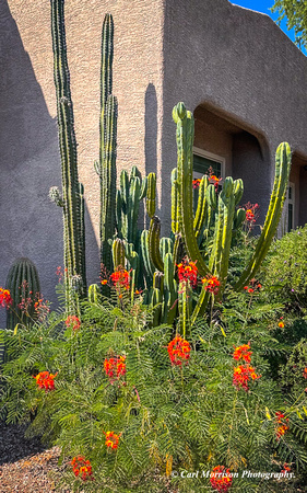 Landscaping at Rancho Vistoso