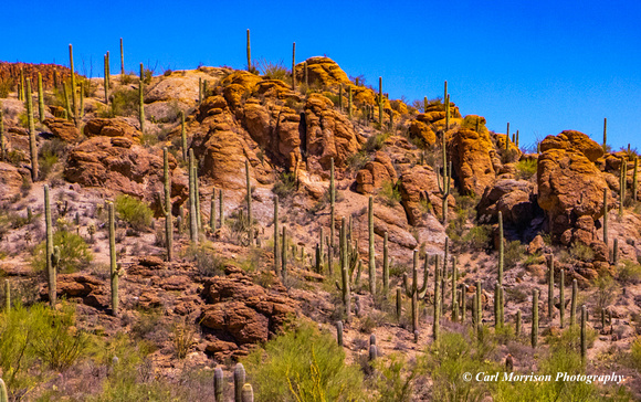 Saguaros on the way to Sonora Desert Museum