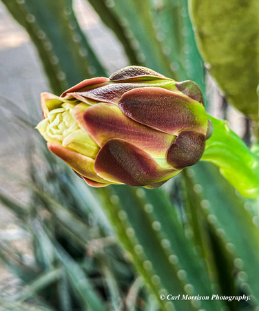 Cactus by front porch ready to bloom that night