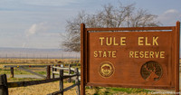 Tule Elk State Reserve 2/7/14